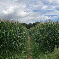 After crossing the footbridge continue to follow the footpath across the field or you can turn around here if you want a short walk