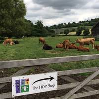 Castle Farm has a herd of 240 cattle. Buy yummy organic beef from the farm shop! 🐄 mmmm 🍔