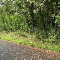 Go left at this junction. Can you name the trees along this route?