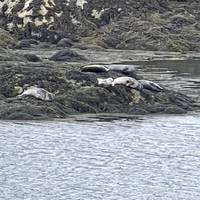 Immediately we saw some seals resting on the little island Garbo Eilean. We even witnessed some swimming and diving. Mid-tide worked for us.