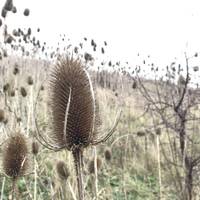 Here, Teasels are in abundance! These spiny plants are thought to be partially carnivorous as they produce more seeds if they “eat” bugs.