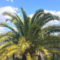Ahead you'll see these beautiful palm trees which are the gateway to Surrey Canal Walk.