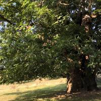 This humongous chestnut tree is right by it. So impressive! It has a bat carved into the top of the trunk 🦇