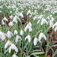 On our visit we were lucky enough to spy lots of Snowdrops.