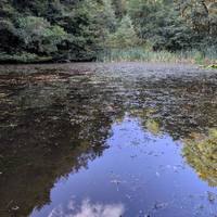 Take the path that goes straight on towards the stream until you come to a pond with a dam