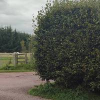 From the small parking area just off the M74/B7078 junction, head through the gap in the hedge and turn right to walk down the lane.