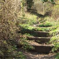 Up these steps, into the woods! 