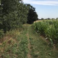 Again, follow the edge of the corn field.