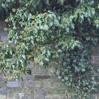 Ivy growing on the wall at the end. Flowers in November provide food for pollinators. The green berries will turn black.