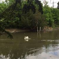 There are lots of water birds, including majestic swans