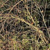 Winter robins aplenty when we visited. What can you see?