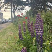 Head down the edge of the green along Lawn Terrace. You’re following the England Coast Path.