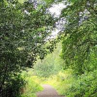 Follow the path down until the canopy of beech trees begins to open up.