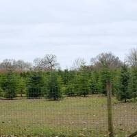 On your right is Alsa Wood Farm. As you may be able to tell, they grow & sell Christmas trees! 🎄