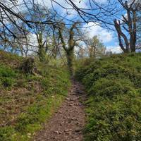 Narrower path stones under foot if you have smaller walkers