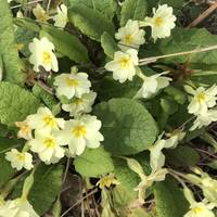 In spring look out for white wood anemones, the purple haze of bluebells and bright yellow primroses like these. 💛