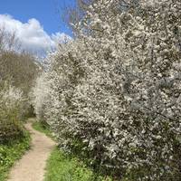 Follow the main path into the nature reserve. In spring blossom, the flora is buzzing with bees.