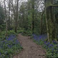 And find yourself immediately immersed in the Bluebells.