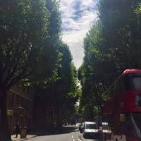 Head straight down tower bridge road, it's lined with some huge and beautiful trees 🌲 