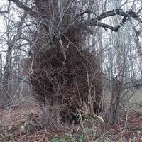 This Lime tree is quite old..about 250 years...and looks like it was planted when the avenue was created.