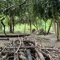 A mix of native trees and plants provide food and shelter for wildlife. Fallen branches, dead hedges, and bird boxes are maintained here.