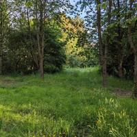 Buttercups pepper the long grass beneath the widespread trees including Ash and Oak. Continue straight.