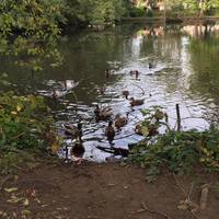 The first thing we noticed were the ducks! As soon as they see you they come towards you looking for food. Quackers! 