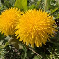Dandelions sit on top of the wall along the sidewalk
