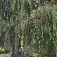 Under the willow listen to the wind blowing though the leaves. Touch and smell the leaves and compare this with the texture of the railings