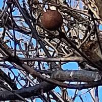 Some oak apples made by a gall wasp. Looking brown and dry now, but when they first form they really do look like miniature apples.