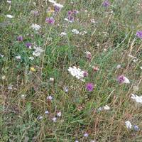 When you have passed through the wooded area, in summer look out for chalkland flowers on the open hill