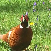 This pleasant pheasant followed us everywhere when we visited. 