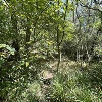 Continue on the sun dappled path. On your left you’ll see either a stream or a ditch depending on what the rainfall has been like.