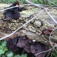 Stop to notice nature! Weird, deflated looking fungi on this dead tree 🍄