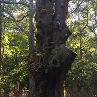 Find yourself a comfy log in a sunny glade and listen out for woodpeckers for a while before continuing on your way.