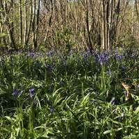 Be careful not to trample on the Bluebells by sticking to the path.