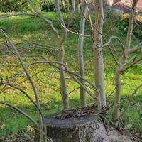 Look at the trunk near to the willow this is an Ash tree perhaps had been cut done because of the ash dieback disease. Around 100 years old.