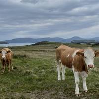 ...there are cows in this field. Keep your distance as you head past (although these guys came for a closer look)