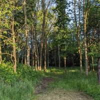 The woodland is wild here, with uneven ground, brambles and nettles take care as you continue straight along the path.