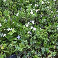 In Spring, notice these small white and blueish flowers, a part of the Periwinkle family. Their flower buds untwist as they open. 
