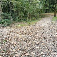 At a junction continue ahead as the path bears right next to a grassy swathe between trees.