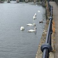 Walk through the car park back to the riverside and continue along the path. This is a view back at Maidenhead Bridge.