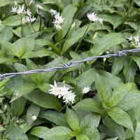If you’re there in early spring you’ll smell the Wild Garlic before you spot it.