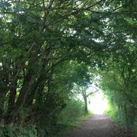 Keep going along the path - there’s a beautiful tree tunnel!