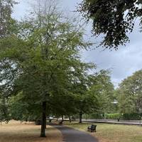 Turn right onto the tarmac path in the park and walk along the avenue of pink cherry blossom trees adjacent to Pershore Road. More below ⬇️