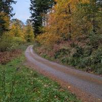 Turn left at the junction with the forest road.