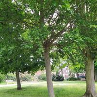 Do the trees have different patterns on the bark? Look at the patterns made by the grooves and fissures. Continue clockwise