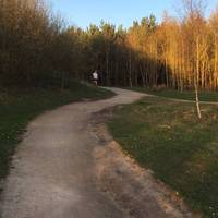Donisthorpe Woodlands in the National Forest is a maze of tracks to explore 