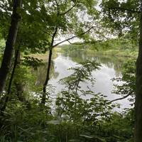 Follow the river round and through the beech grove.