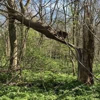 Check out the cool broken tree, if it’s still there when you are.